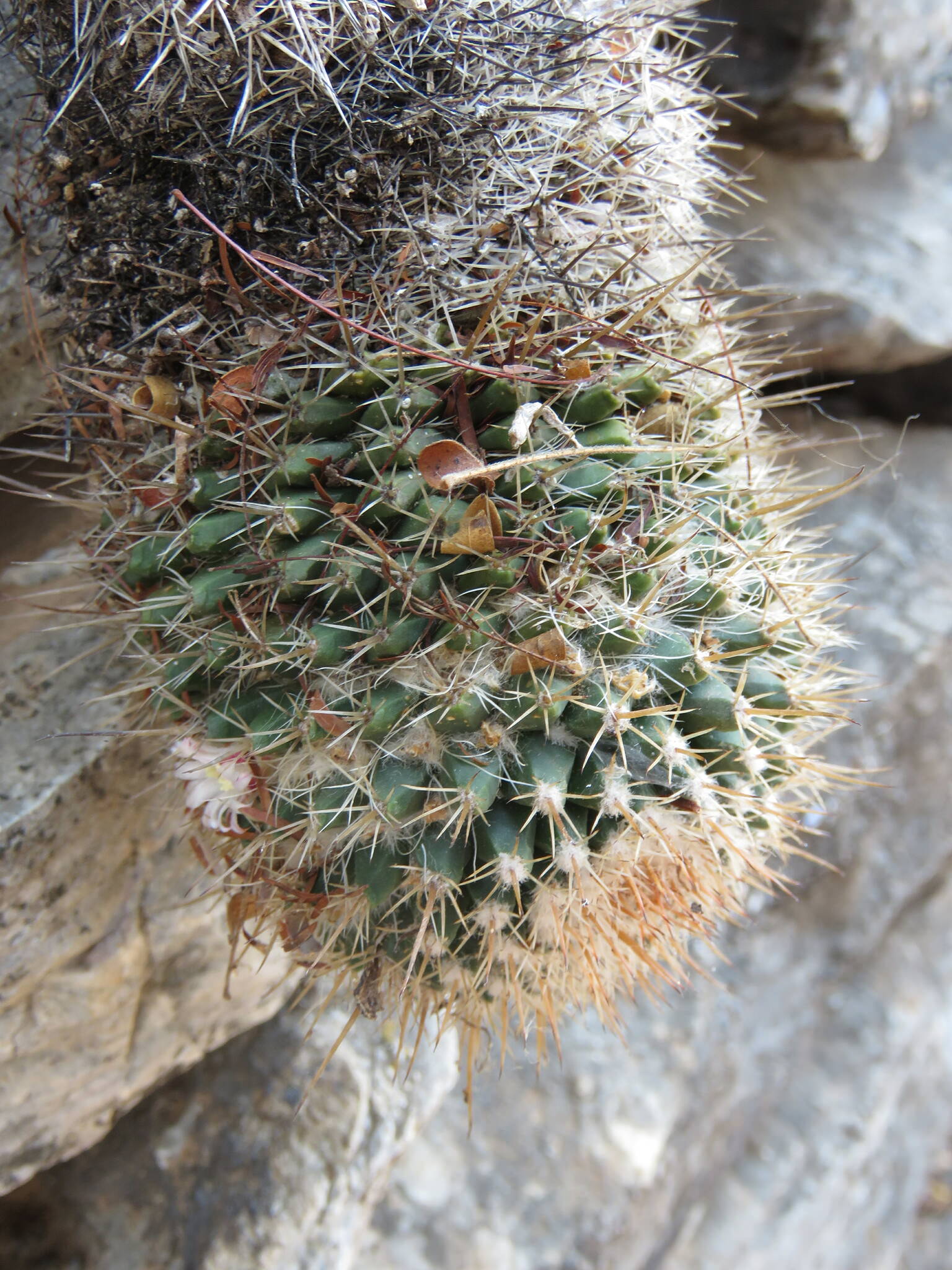 Mammillaria voburnensis